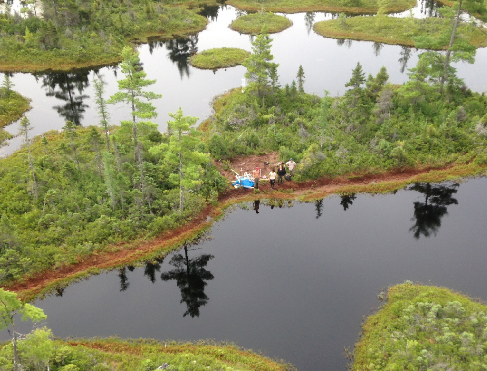 bog - water and green plants