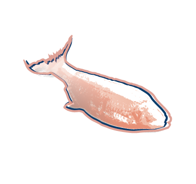 cavefish