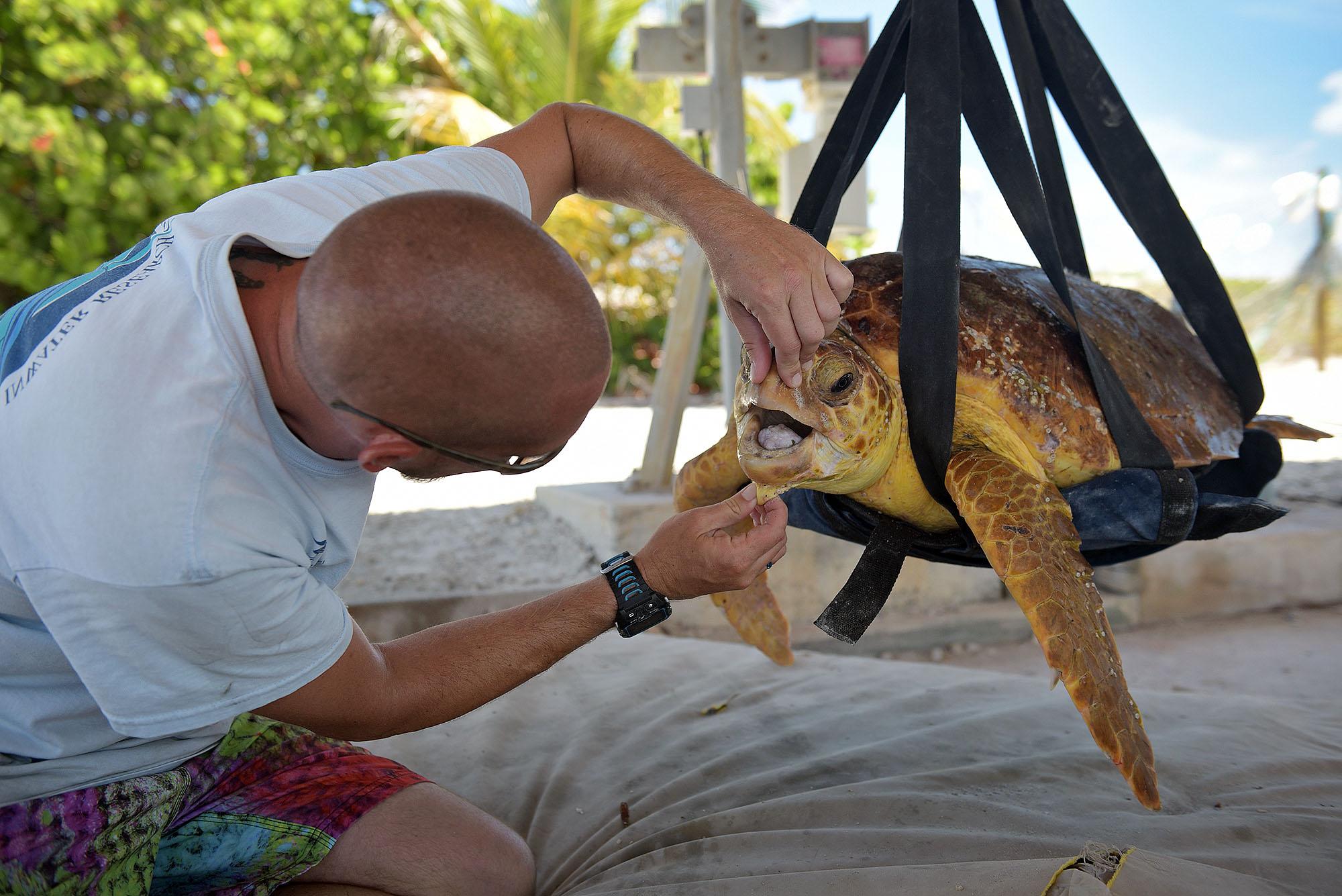 Jef Guertin Turtle Scientist